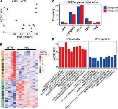 Genome-Wide Histone H3K27 Acetylation Profiling Identified Genes Correlated With Prognosis in Papillary Thyroid Carcinoma